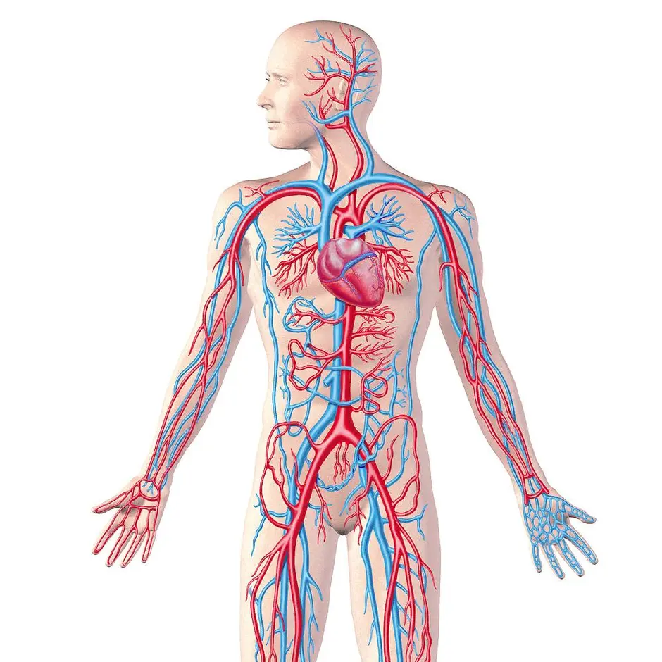 Изображение кровеносной системы человека