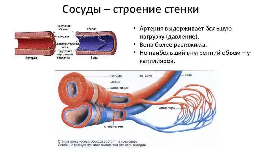 Какие сосуды изображены на рисунке чем они отличаются друг от друга и каковы их функции