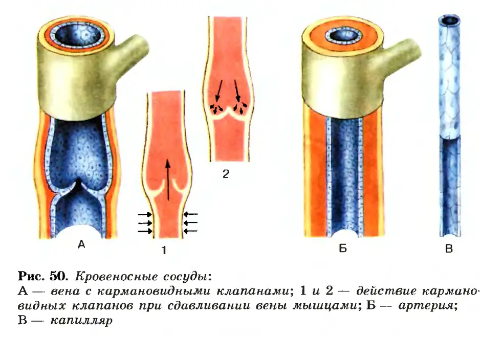 Картинки сосуды кровеносные сосуды