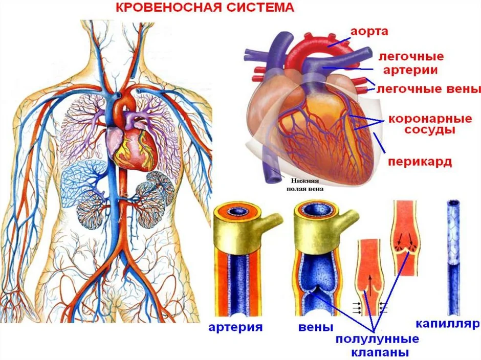 Строение кровеносных сосудов рисунок