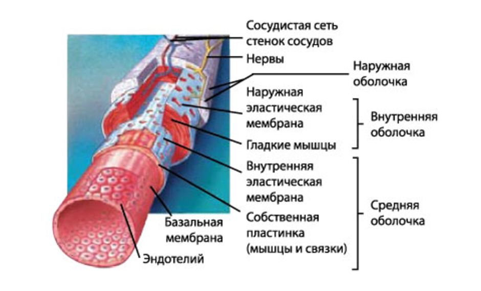 Укажите сосуды из которых. Эндотелий внутренняя оболочка. Эндотелий кровеносных сосудов. Строение стенки кровеносных сосудов. Строение стенки артерии и вены капилляры.