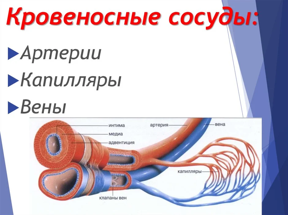 Строение кровеносных сосудов рисунок