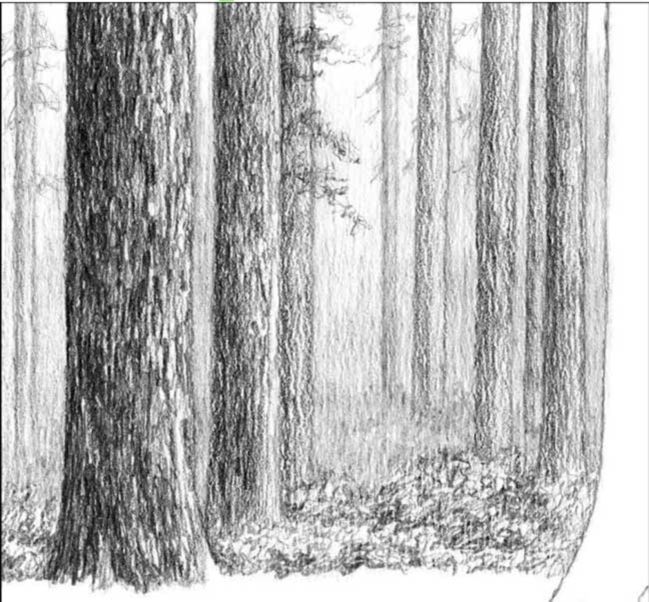 Лес карандашом легко. Лес карандашом. Лес рисунок. Нарисовать лес карандашом. Лес карандашом для срисовки.