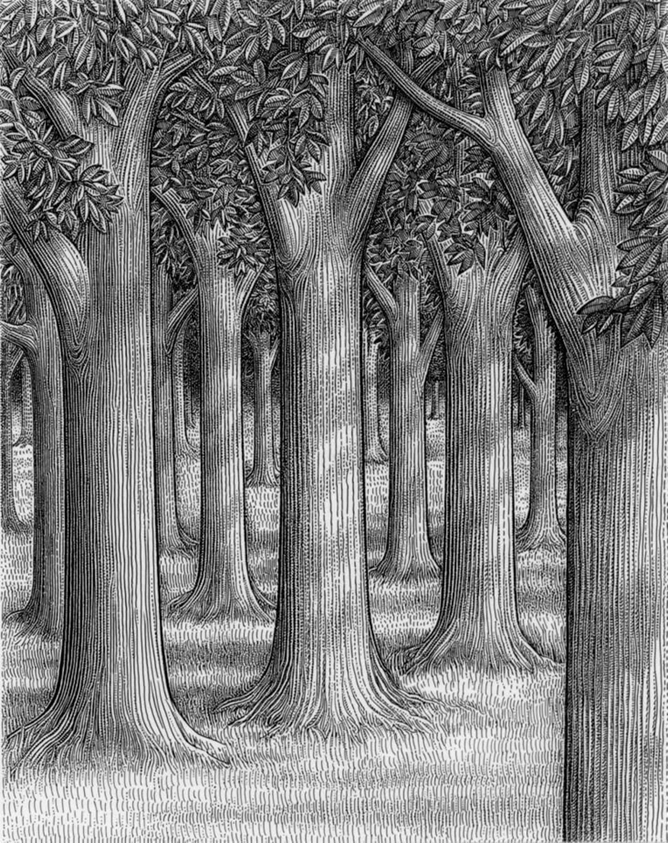 Лес карандашом легко. Лес карандашом. Лес рисунок. Дерево карандашом. Красивый лес карандашом.
