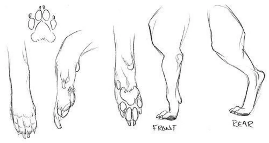 Как рисовать собачьи лапы