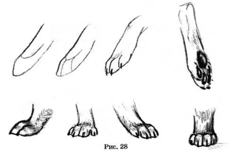 Как нарисовать лапу. Лапа волка сбоку. Лапа собаки сбоку. Лапа кота сбоку. Лапы животных рисунок.