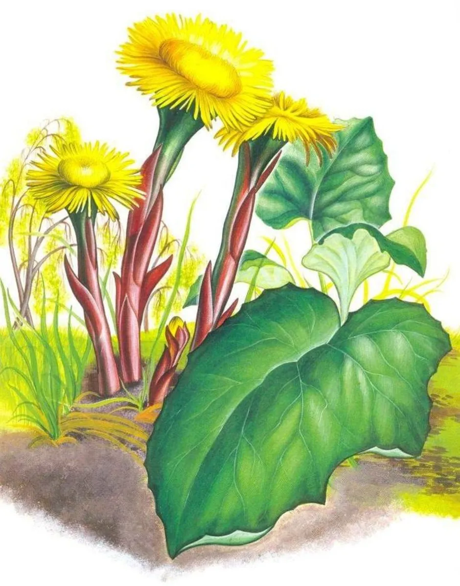 фото растений нарисованных