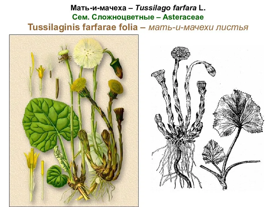 Мать и мачеха рисунок растения