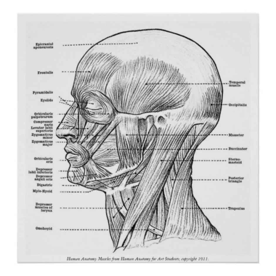 Мышцы головы картинки