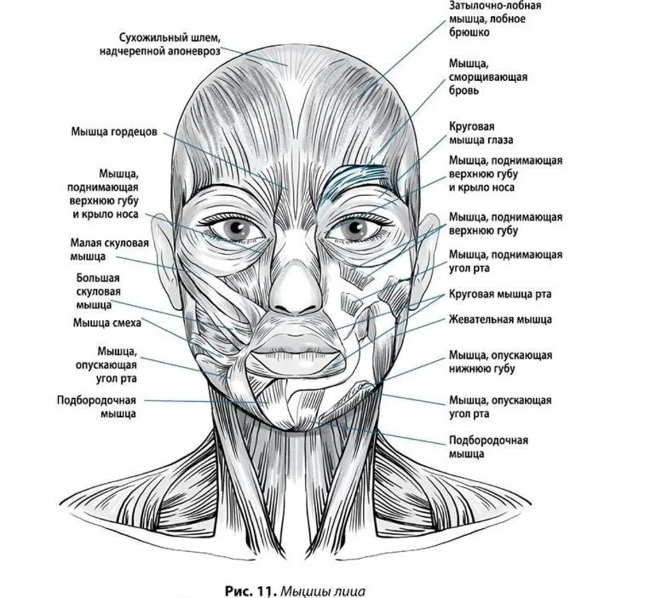 Косметология мышцы. Мимические мышцы лица анатомия функции. Мышцы лица анатомия атлас с пояснениями. Мышцы лица и шеи анатомия для косметологов. Мимические мышцы лица Неттер.