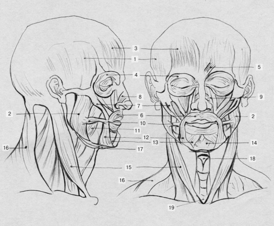 Мышцы головы и шеи анатомия картинки