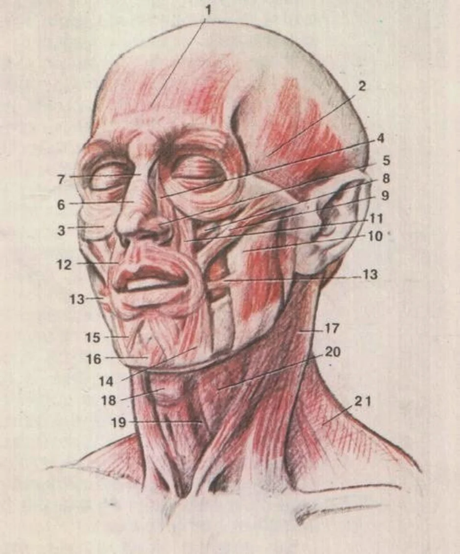 картинки анатомии лица