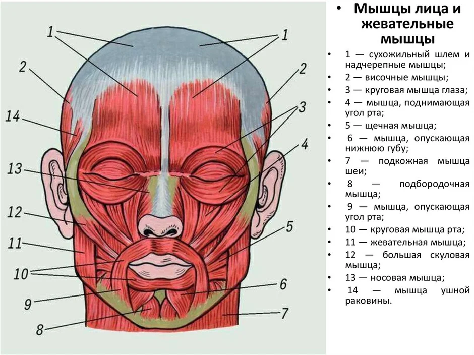 Карта мышц лица