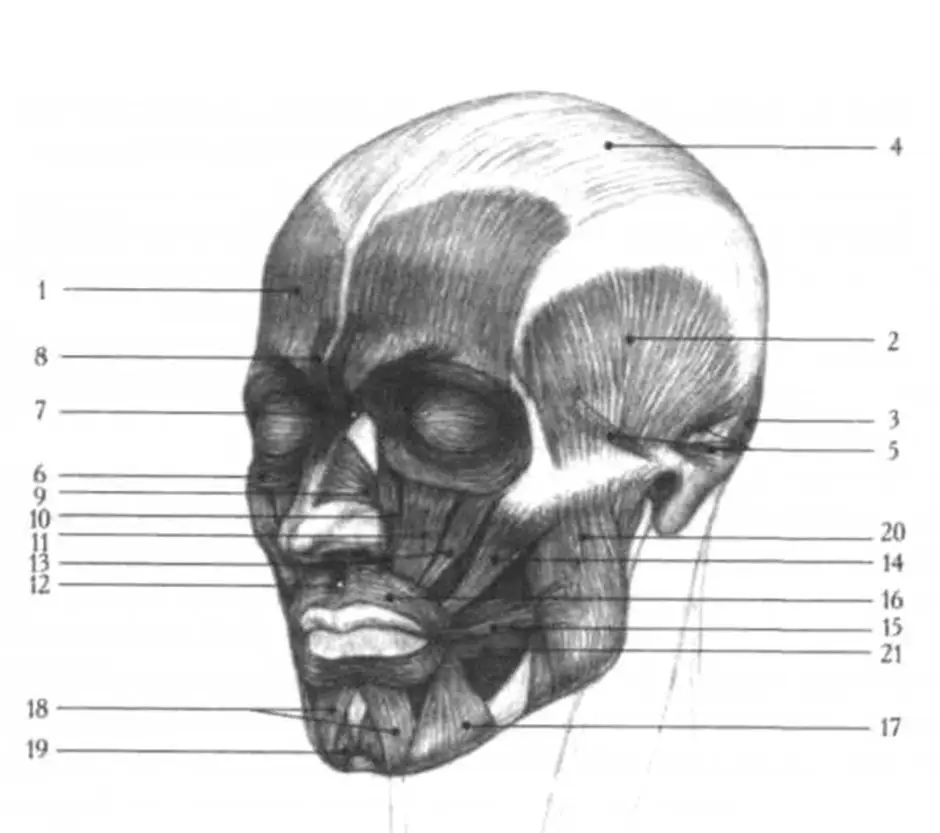 Мышцы головы рисунок