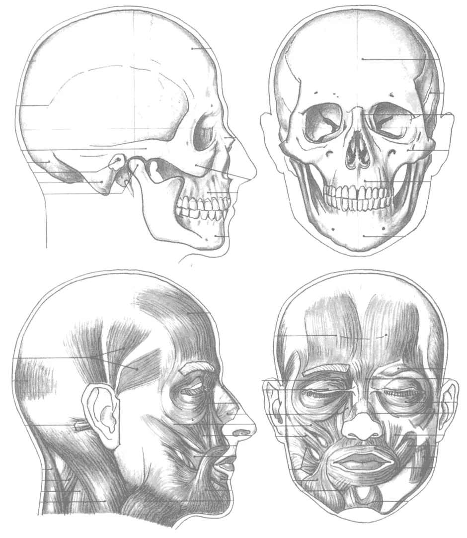 Анатомия лица человека рисунок