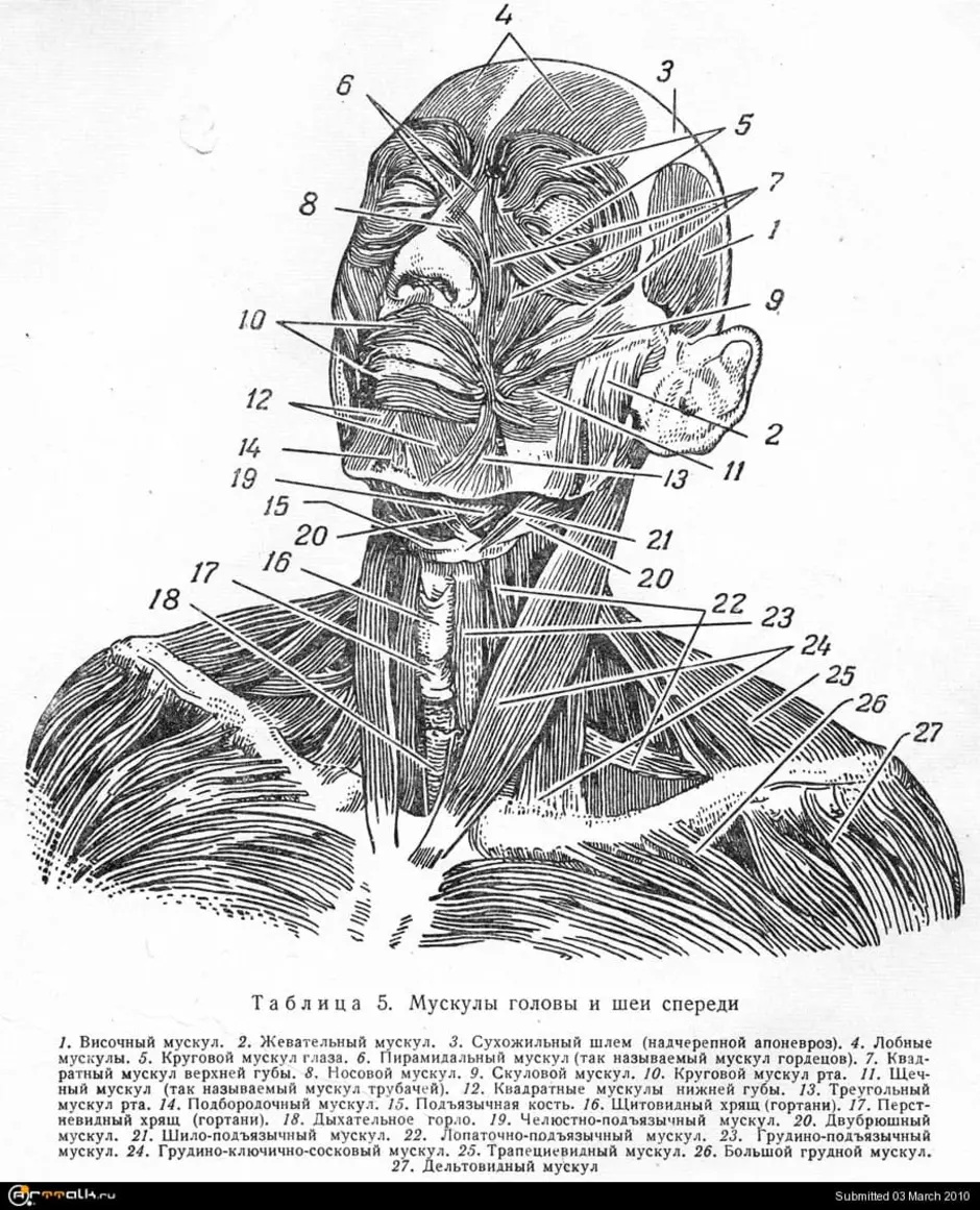 Анатомия головы и шеи. Мышцы головы и шеи анатомический атлас. Мышцы головы и шеи вид сбоку. Анатомия мышц головы и шеи человека. Мышцы головы вид спереди строение.