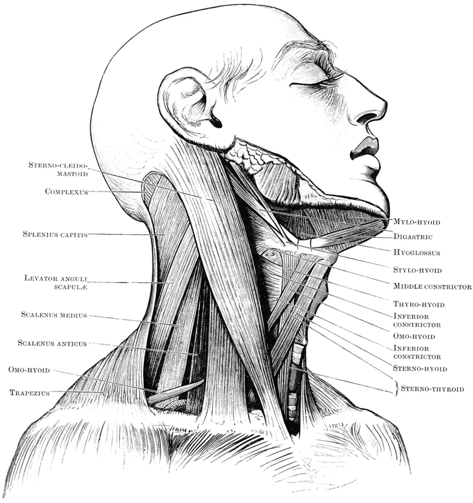 Мышцы шеи с подписями рисунок