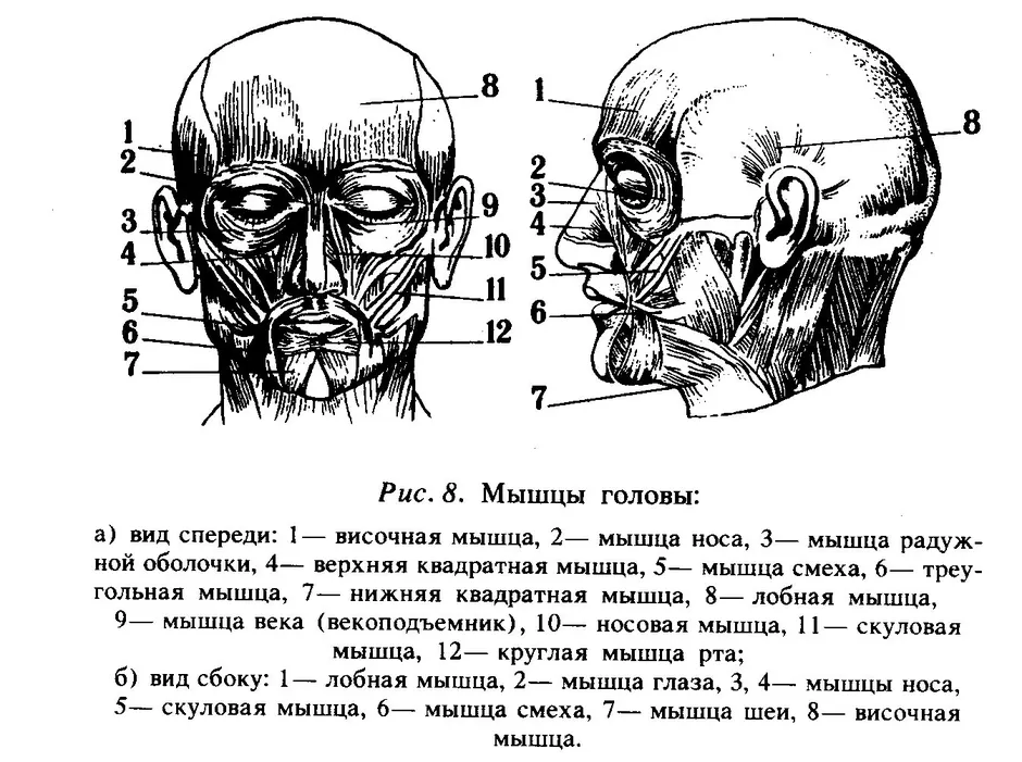 Мышцы головы и шеи схема