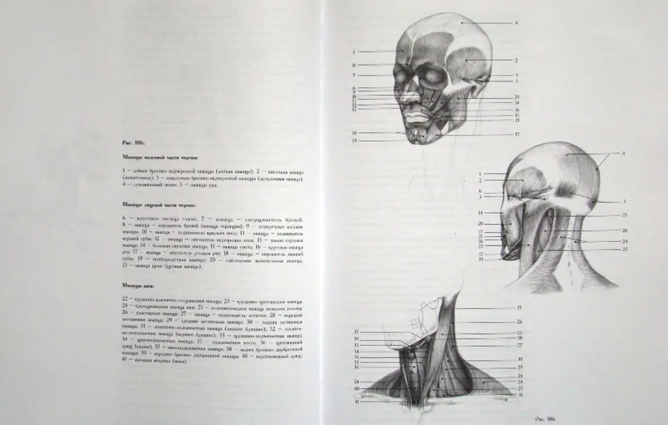 Книга голова человека основы учебного академического рисунка