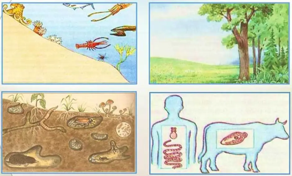 Живые организмы как среда обитания картинки