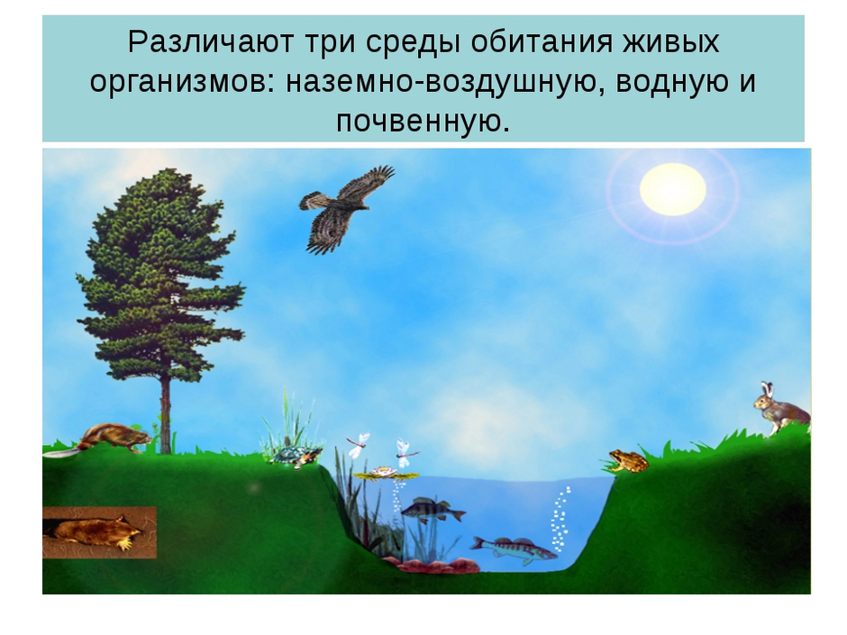 Наземно воздушная среда обитания 5 класс биология презентация