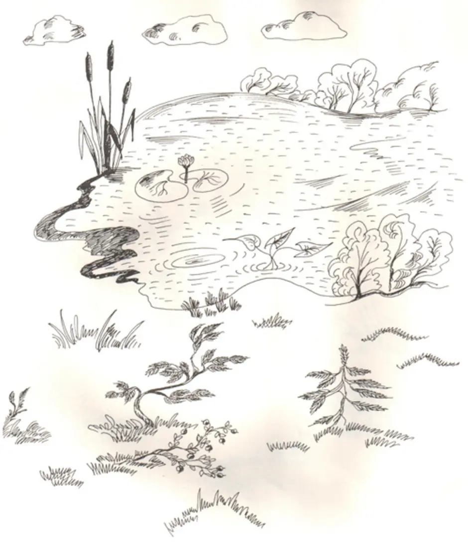 Наземно воздушная среда урок биологии 5 класс. Рисунок на тему среда обитания. Среды жизни раскраска. Наземно-воздушная среда рисунок. Иллюстрации наземной воздушной среды обитания.