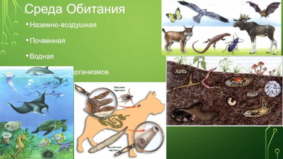 Наземно воздушная среда обитания презентация