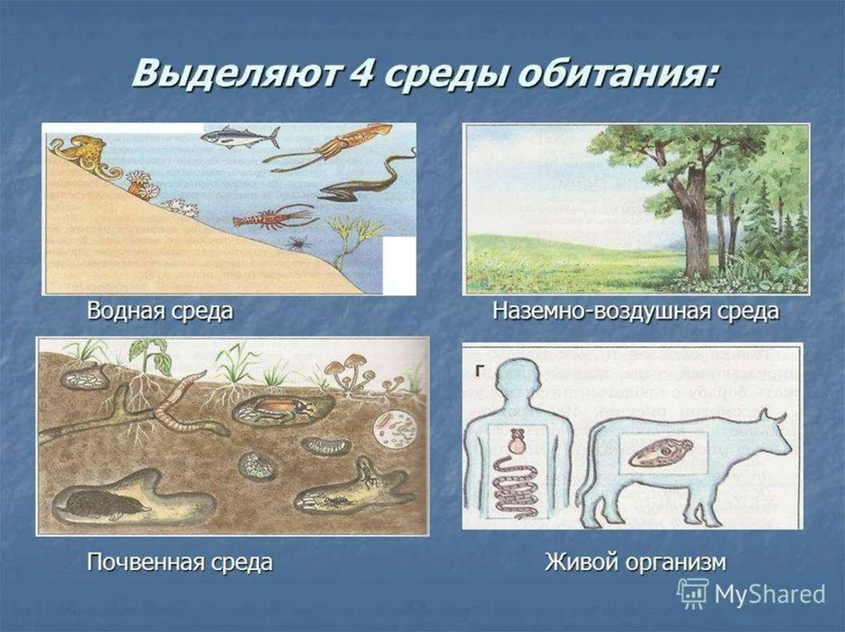 Медведь наземно воздушная среда. Национальный парк Танзании проект по географии 7. Биовеоценотические эносистемный. Биогеоценотический уровень организации живой материи. Экосистемный биогеоценотический.