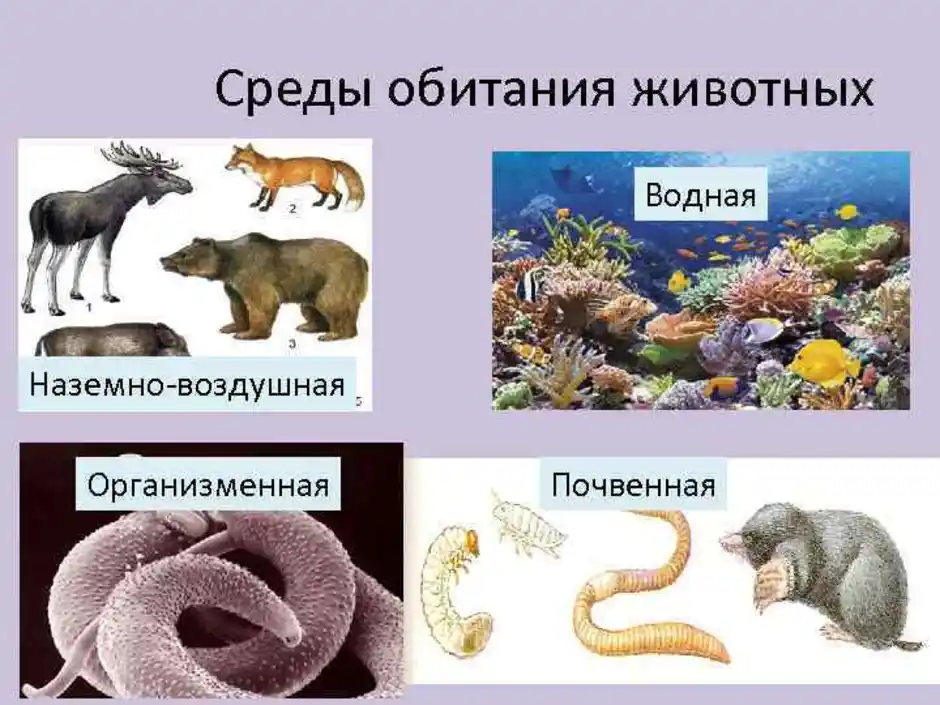 Животные обитающие в живых организмах