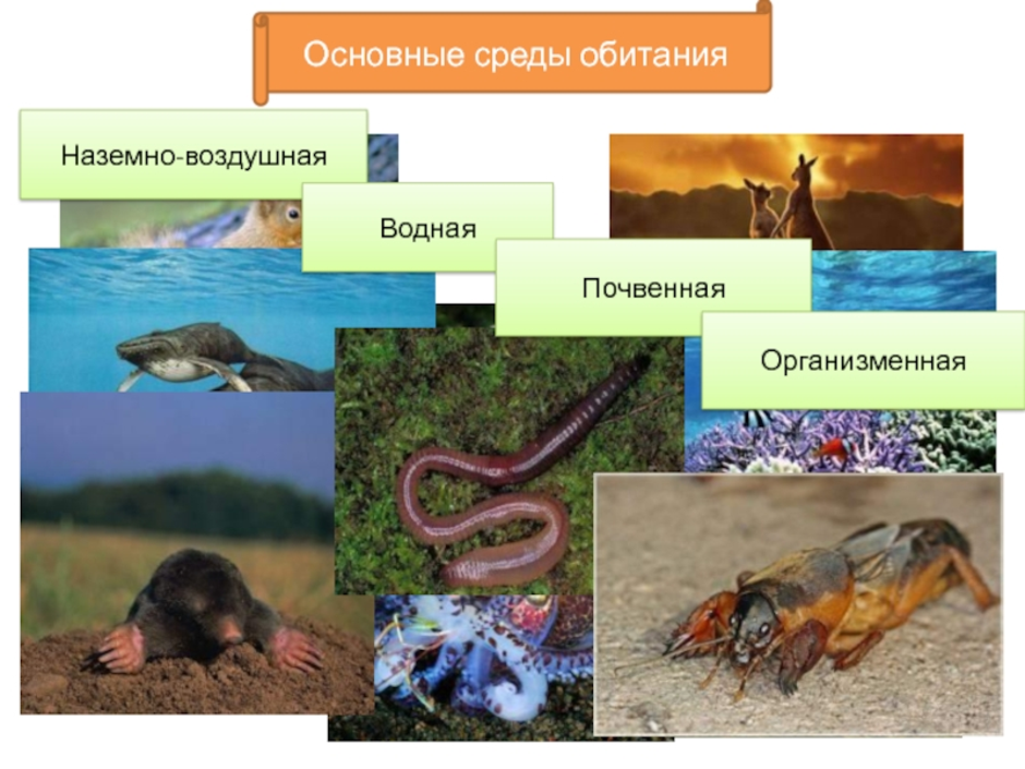 Организменная среда обитания картинки