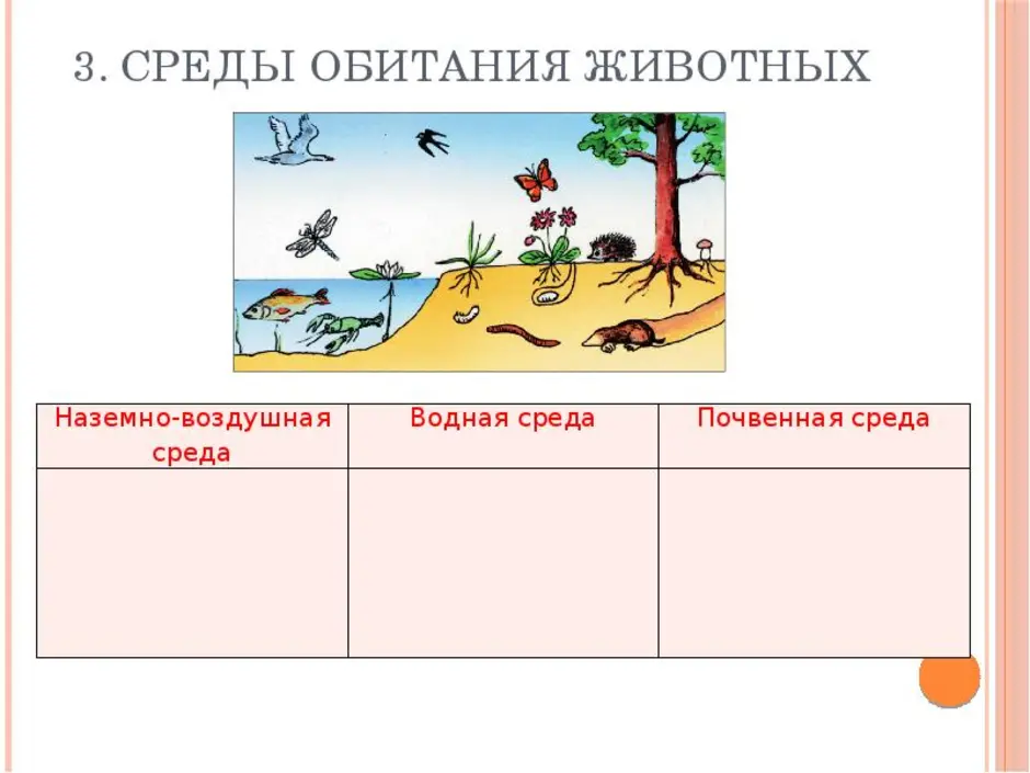 Рассмотрите рисунок ответьте на вопрос в каких средах жизни можно встретить животных опишите какие