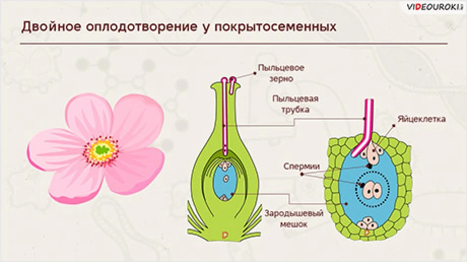 Описать процесс двойного оплодотворения у растений