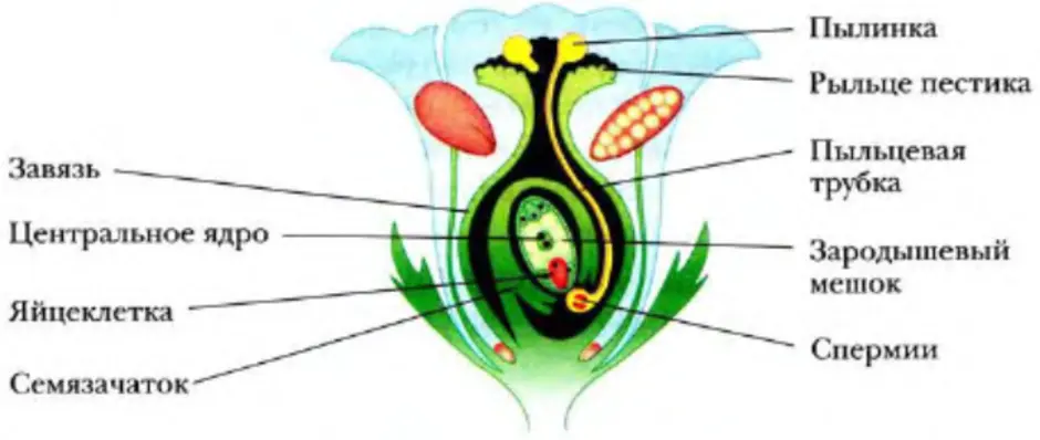 Какие половые клетки образуются в пестике. Оплодотворение покрытосеменных растений схема. Пестик строение зародышевый мешок. Строение цветка оплодотворение у цветковых. Завязь пестика зародышевый мешок.