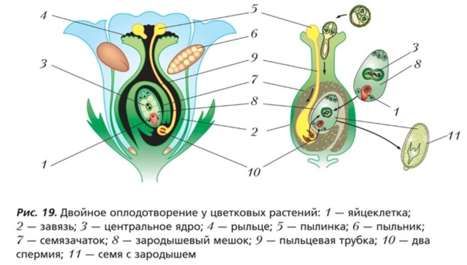 Что развивается внутри семязачатка зародышевый мешок. Оплодотворение покрытосеменных растений схема. Схема процесса двойного оплодотворения цветковых растений. Двойное оплодотворение у цветковых схема. Схема двойного оплодотворения у покрытосеменных растений 6.