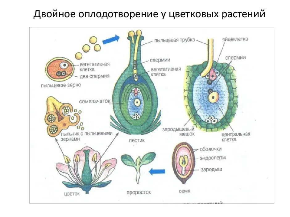 Строение цветка зародышевый мешок. Оплодотворение покрытосеменных растений схема. Схема двойного оплодотворения у покрытосеменных растений. Размножение покрытосеменных растений схема.