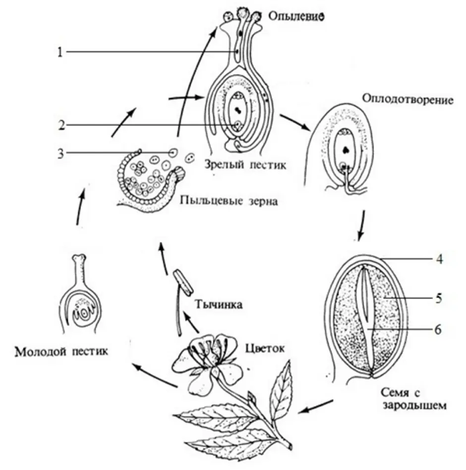 Покрытосеменные диплоидные. Оплодотворение покрытосеменных растений схема. Схема двойного оплодотворения у покрытосеменных растений. Схема двойного оплодотворения у цветковых растений 6. Схема двойного оплодотворения у покрытосеменных растений 6.
