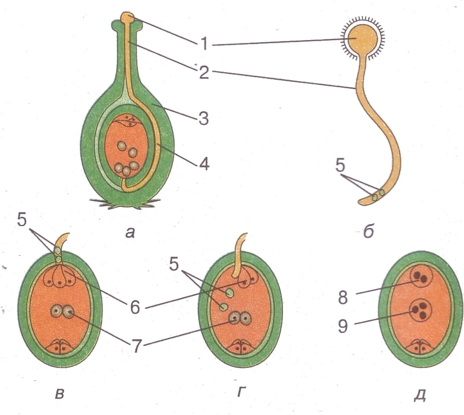 Какие половые клетки образуются в пестике. Двойное оплодотворение у цветковых схема. Рисунок двойного оплодотворения у цветковых растений. Схема двойного оплодотворения у цветковых растений. Оплодотворение покрытосеменных растений схема.