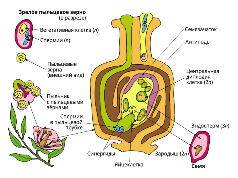 Описание двойного оплодотворения. Схема двойного оплодотворения у растений. Схема двойного оплодотворения цветкового растения. Схема двойного оплодотворения у цветковых растений 6. Схема двойного оплодотворения у растений 6 класс.