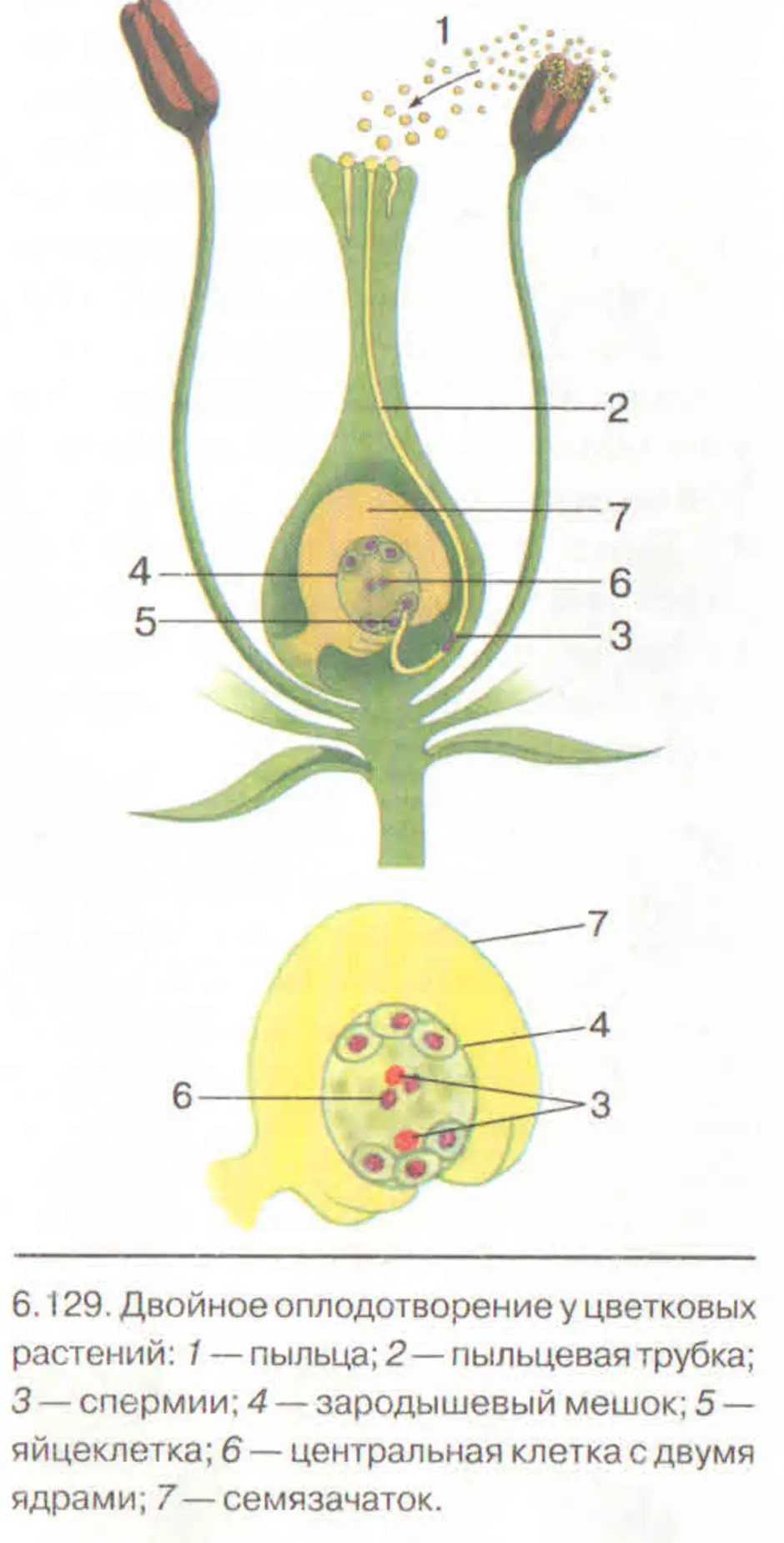 Спермия цветка. Схема оплодотворения у цветковых растений 6 класс. Схема двойного оплодотворения у растений. Схема двойного оплодотворения у покрытосеменных растений. Строение цветка и двойное оплодотворение у цветковых растений.