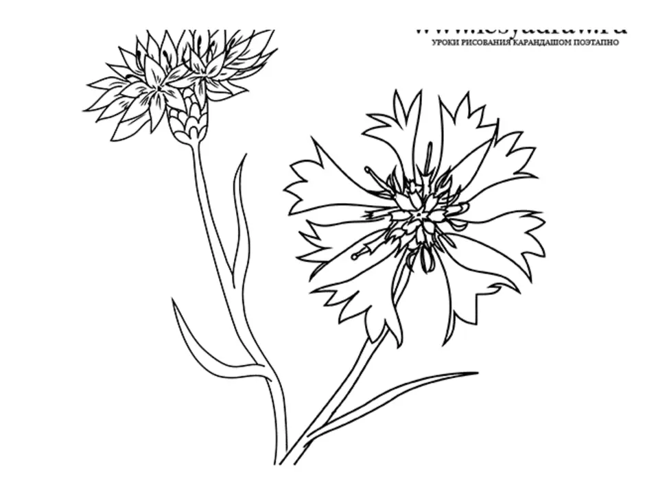 Рисунок василька для срисовки
