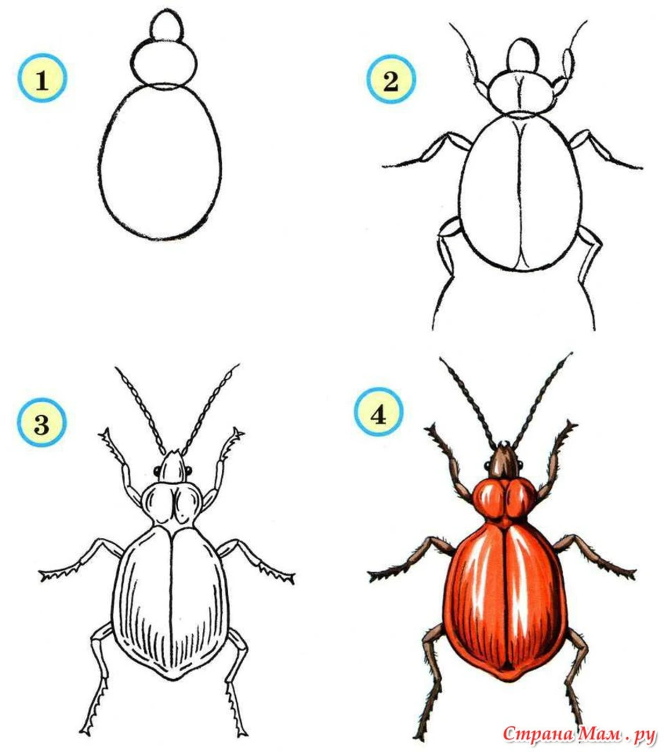 Как нарисовать жука легко