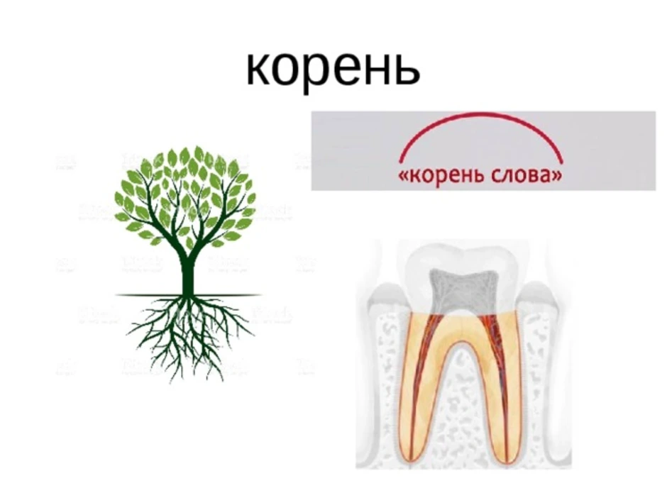 Корень в слове картинка