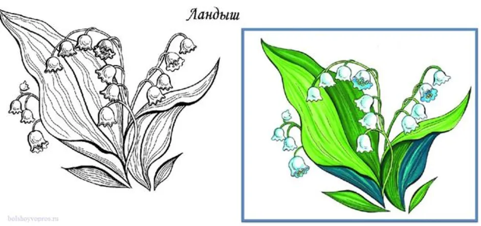 Рисуем ландыш карандашами ребенок