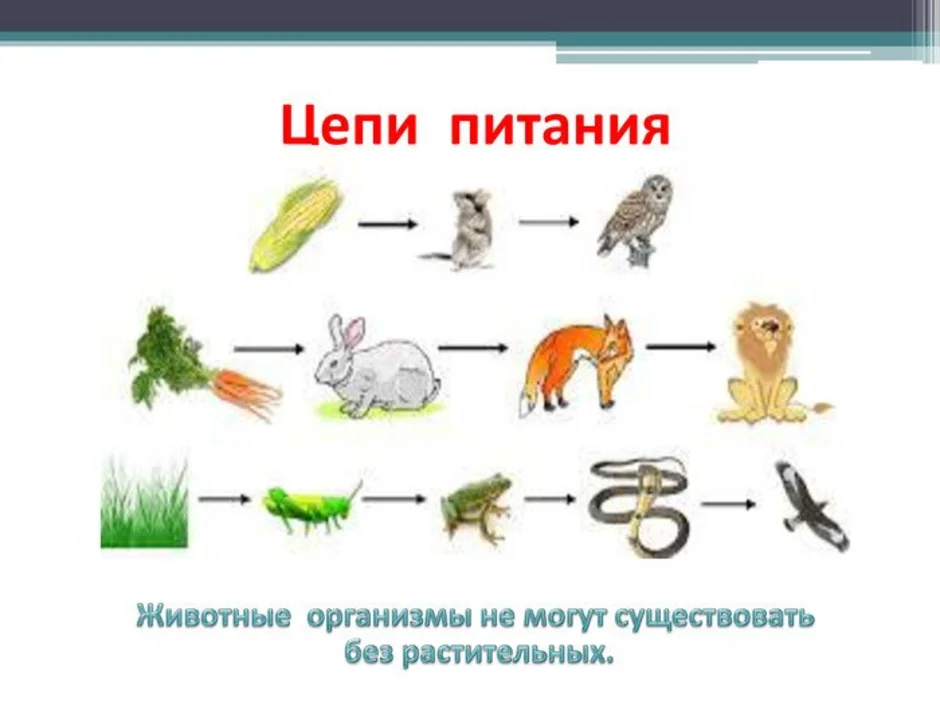 Пищевые цепочки для дошкольников в картинках