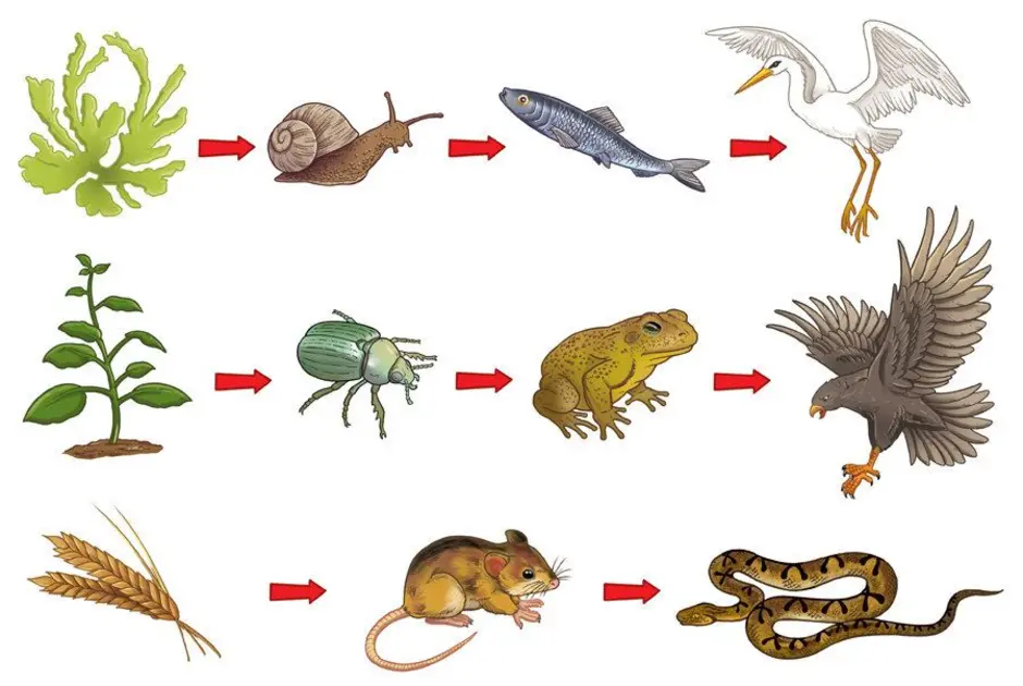 Картинки цепи питания животных
