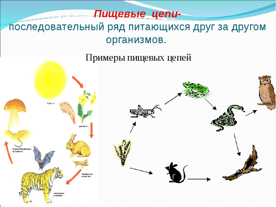 Цепи питания 2 класс окружающий мир примеры картинки