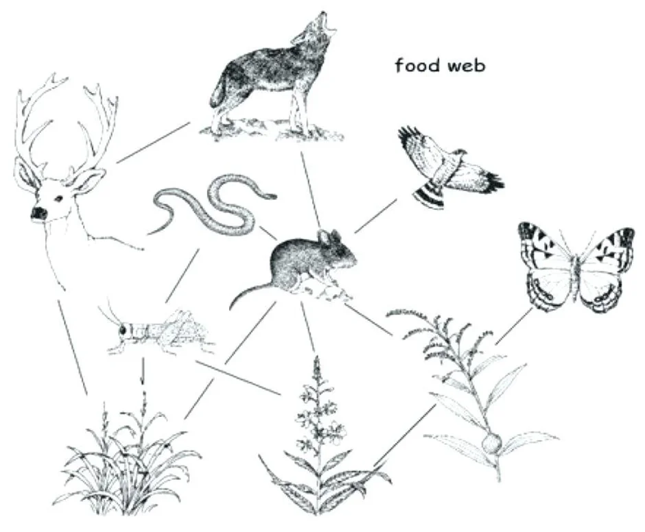 Рисунок цепей питания и природных сообществ