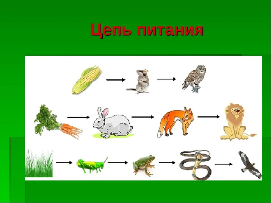 Пищевая цепочка в природе 2 класс окружающий мир примеры картинки