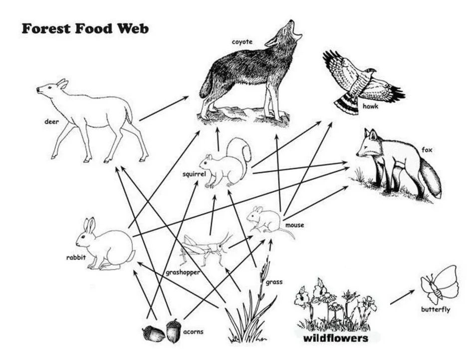 Цепь питания желуди. Примеры схема пищевой сети. Пищевая сеть леса схема. Пищевая цепочка биоценоза леса. Пищевая сеть в экосистеме елового леса.