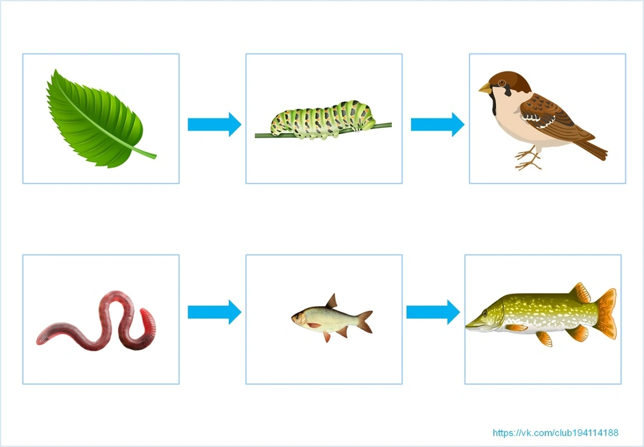Экологические цепочки для дошкольников в картинках